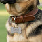 Chapa hueso grande personalizada metálica para perro