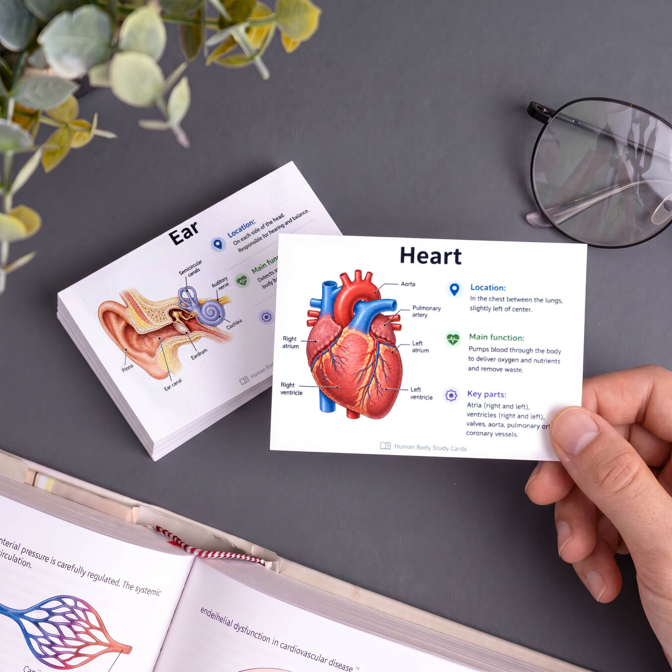 Personalised flashcards and revision cards