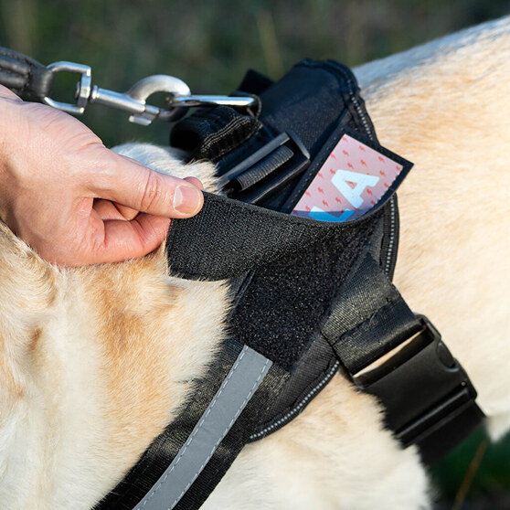 Personlig hundesnor med labels Personlig hundesnor med labels