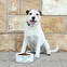 Personalised food bowls for dogs and cats