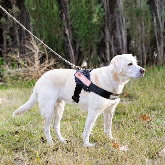 Personlig hundesnor med tekst Personlig hundesnor med tekst