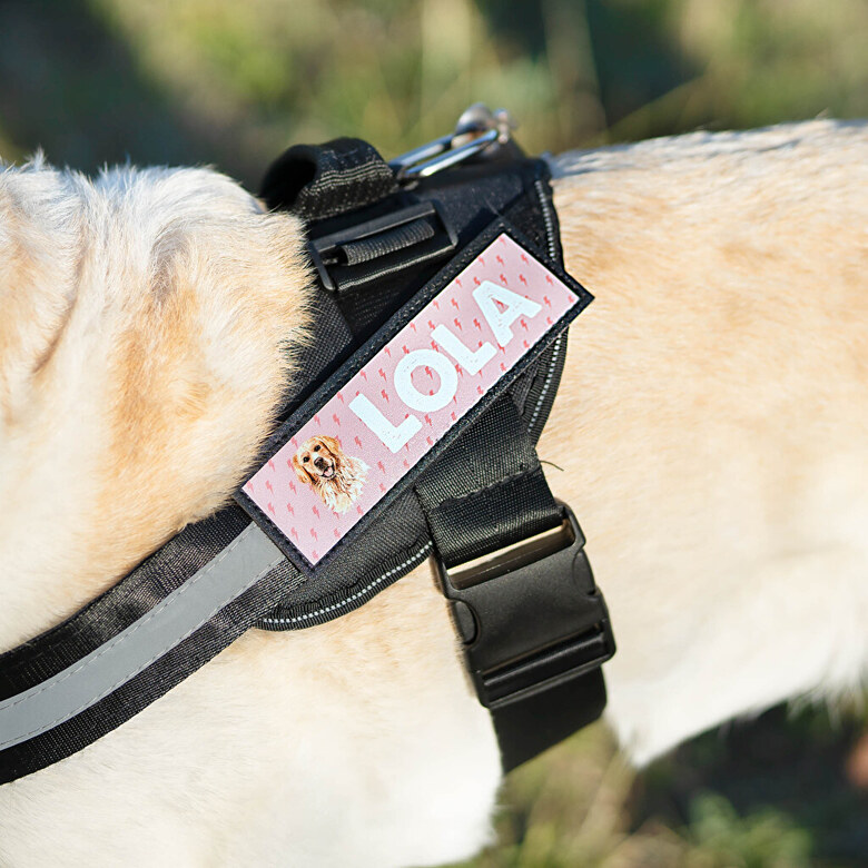 onthouden Scorch Doe een poging Gepersonaliseerde labels hondentuig (set van 2) | Wanapix