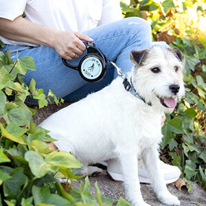 Extendable dog leash