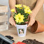 Foto op bloempot bedrukken Foto op bloempot bedrukken