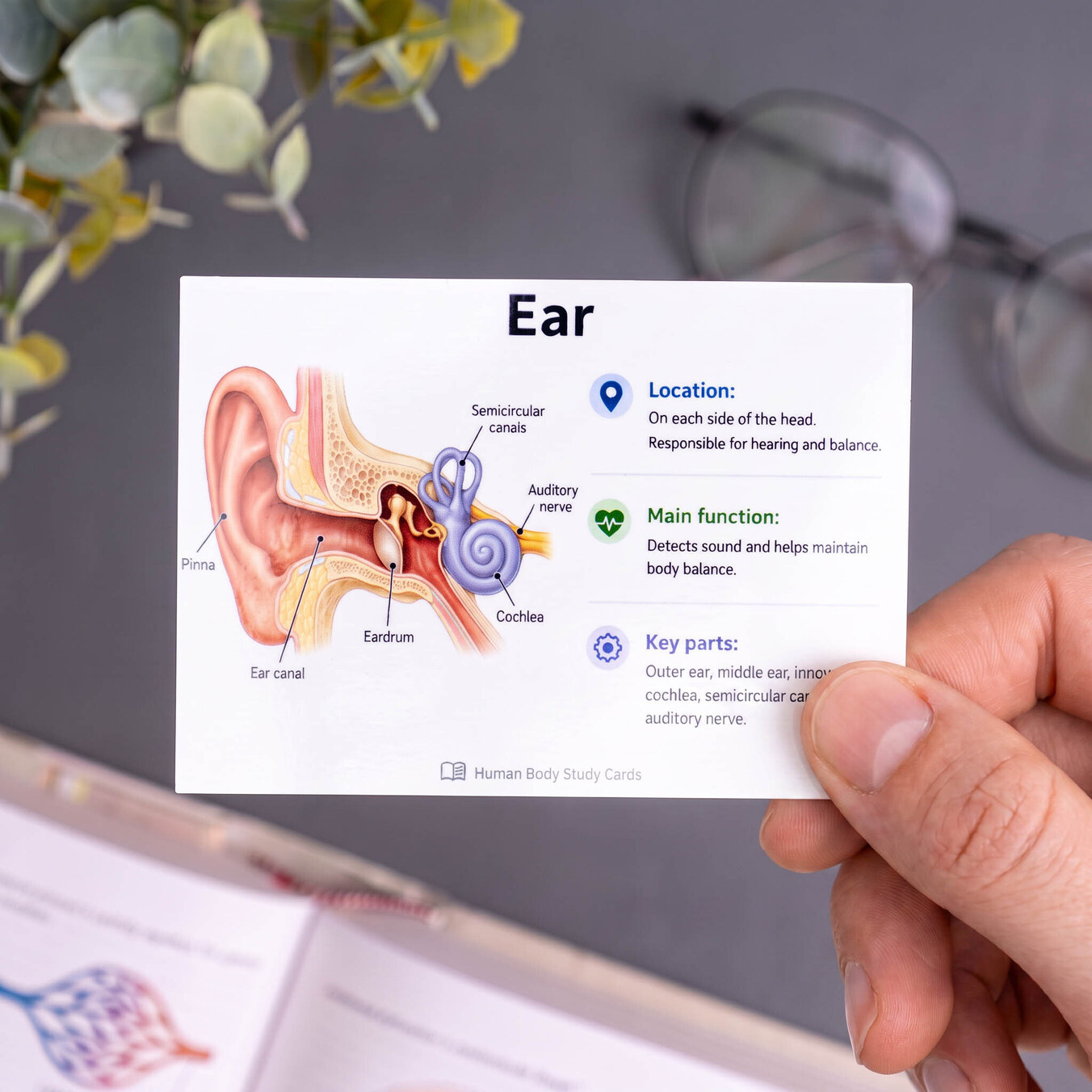 Personalised flashcards and revision cards
